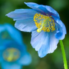 Blue Poppy - (Meconopsis Betonicifolia)