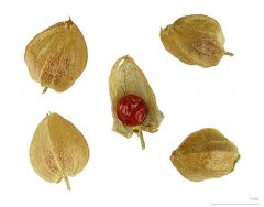 Withania Somnifera Seeds (Ashwagandha Seeds)
