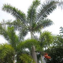 Foxtail Palm