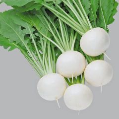 Fuku Komachi Turnip Seeds