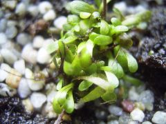 Genlisea Repens Seeds (Corkscrew Plant Seeds)