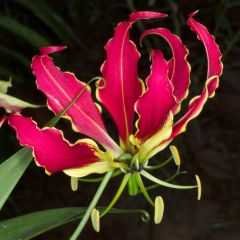 Gloriosa Rothschildiana (Glory Lily)