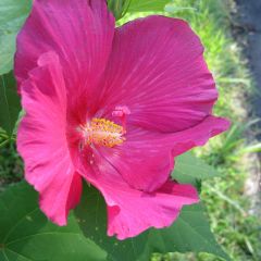 Hibiscus Mutabilis (Confederate Rose)