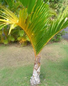 Hyophorbe Verschaffeltii (Spindle Palm, Mascarena Verschaffeltii)