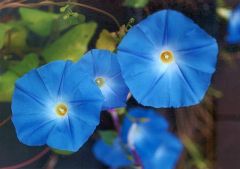 Ipomoea Tricolor - Heavenly Blue Seeds (Morning Glory Seeds