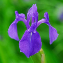 Iris Laevigata (Japanese Water Iris)