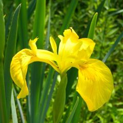 Iris Pseudacorus Seeds -Yellow Flag