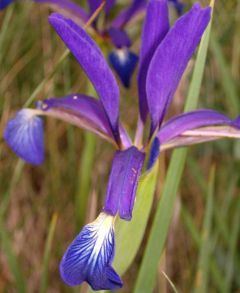 Iris Spuria (Butterfly Iris)
