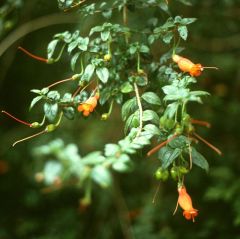 Mitraria Coccinea  (Chilean Mitre Flower)