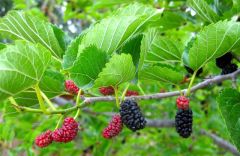 Morus Rubra Seeds (Red Mulberry Seeds)