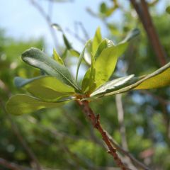 Northern Bayberry (Myrica Pensylvanica)