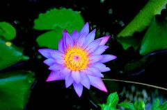 Nymphaea Stellata (Purple Water Lily)