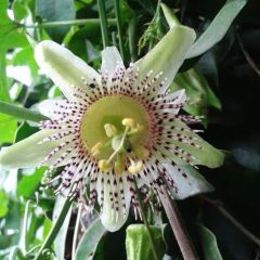 Passiflora Adenopoda Seeds