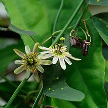 Passiflora Biflora - Twoflower Passionflower