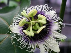 Passiflora Edulis Black Beauty