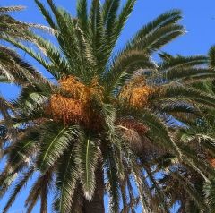 Phoenix Canariensis (Phoenix Macrocarpa, Canary Island Date Palm)