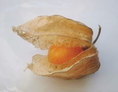 Cape Gooseberry - (Physalis peruviana)