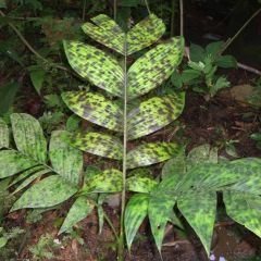Pinanga aristata Seeds