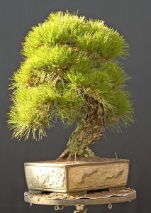 Pinus Densiflora (Japanese Red Pine Tree)