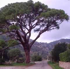 Pinus Pinea (Stone Pine)