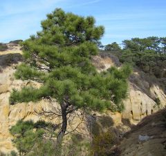 Torrey Pine (Pinus torreyana)