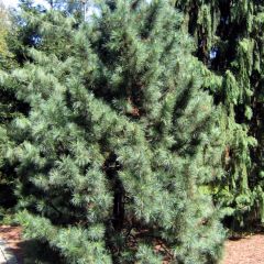 Graines Pinus Koraiensis Seeds (Pin blanc de Corée)