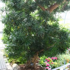 Podocarpus Macrophyllus - Kusamaki