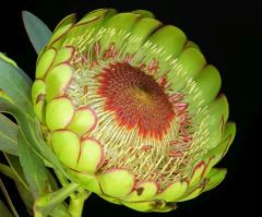 Protea Sulphurea - Sugarbush