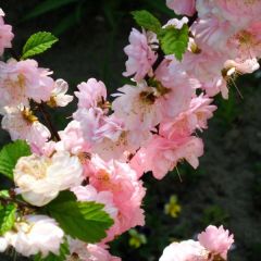 Rose Tree of China, Flowering Almond Seeds (Prunus Triloba Seeds) on Rarexoticseeds.com