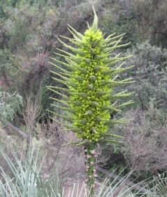 Puya Chilensis (Chiliean Puya, Bromeliaceae, Bromeliad)