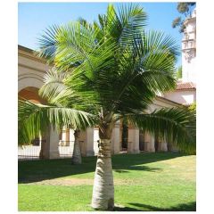 Majesty Palm Seeds