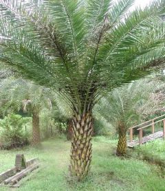Silver Date Palm Seeds