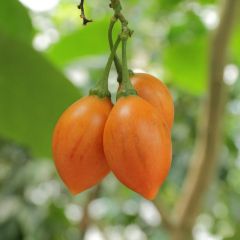Tamarillo (Solanum betaceum)