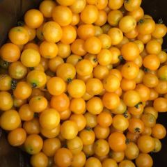 Galina Round Yellow Cherry Tomato Seeds