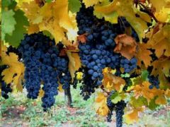 Vitis Vinifera (Common Grape Vine)