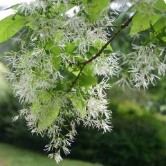 White Fringetree Seeds