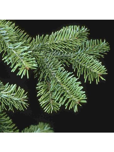 Graines Abies Balsamea (Graines Sapin Baumier)