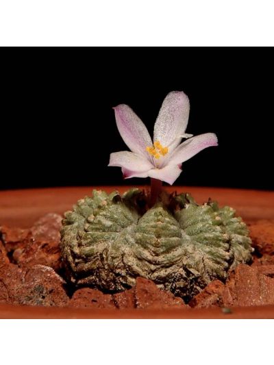 graines Aztekium Ritteri