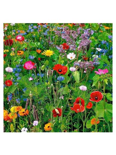 Graines Fleurs Sauvages (Graines Plantes pour Oiseaux et papillons) (Graines en Mélange)
