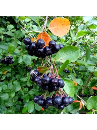 Black Chokeberry Seeds (Aronia melanocarpa)
