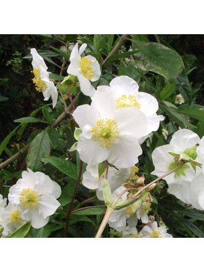 Graines Carpenteria californica