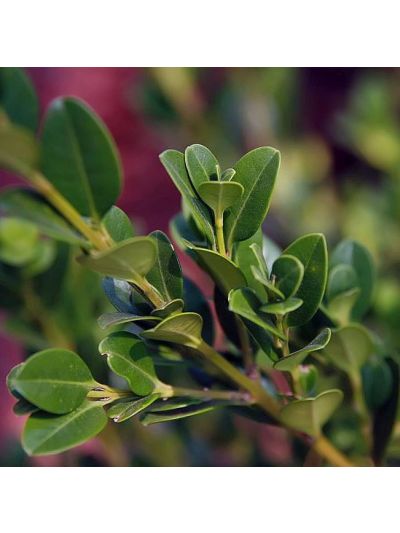 Graines Buxus Microphylla Koreana (Buis de Corée)