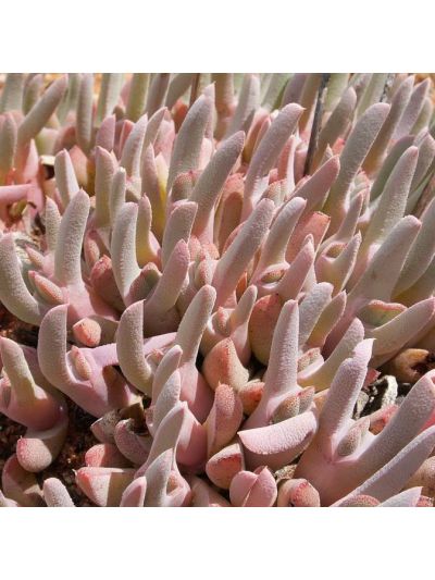 Graines Cheiridopsis Denticulata