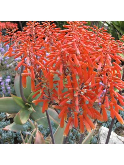 Graines Aloe Striata