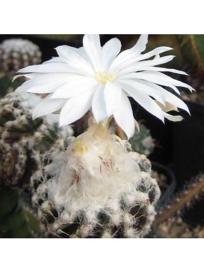 Graines Discocactus horstii