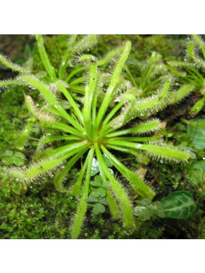 Graines Drosera Capensis (Sud Africaine)