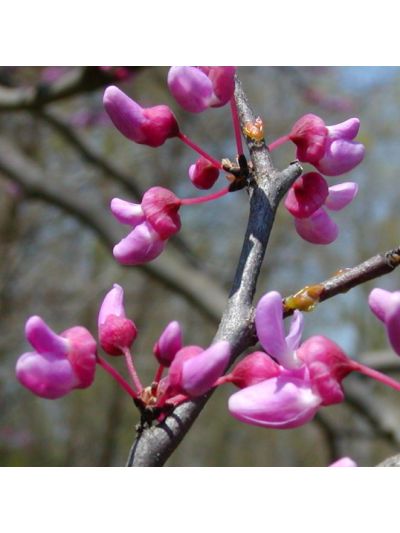 Graines Gainier du Canada (Cercis canadensis)