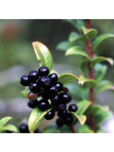 Graines Vaccinium ovatum