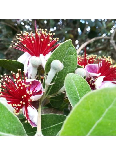 Graines Goyavier du Brésil (Feijoa sellowiana)