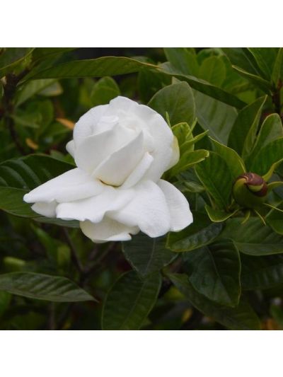 Graines Gardénia (Gardenia jasminoides)